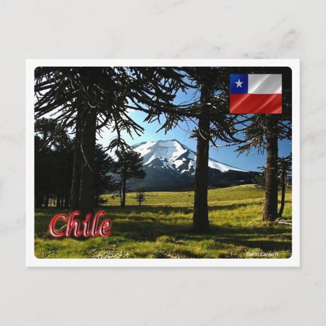 Cartão Postal Chile - Araucarias - (Frente)