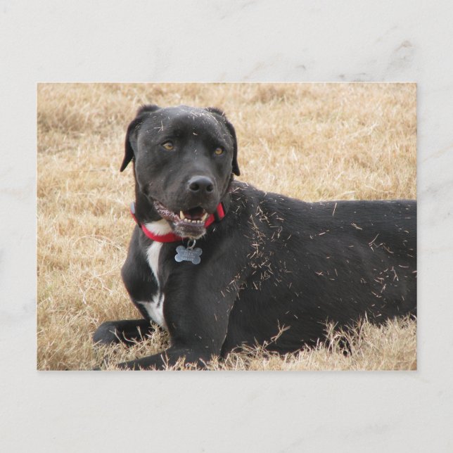 Cartão Postal Chillin (Frente)