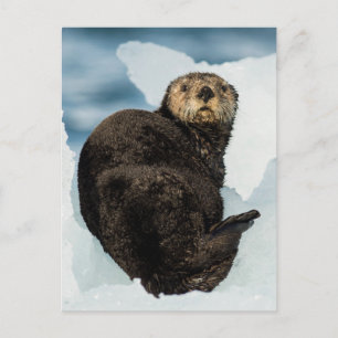 Cartão Postal Chilly Sea Otter
