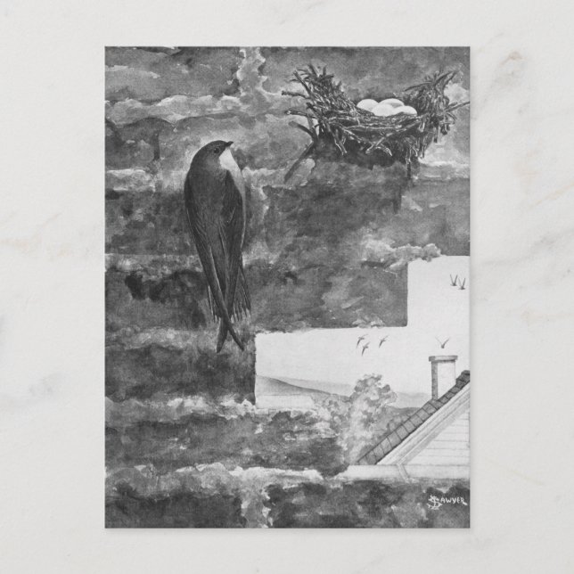 Cartão Postal Chimney Swift e Nest (Frente)