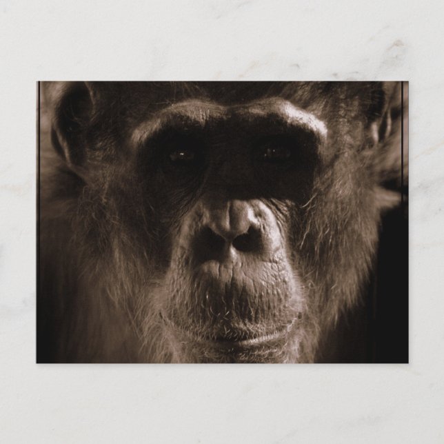 Cartão postal chimp (Frente)