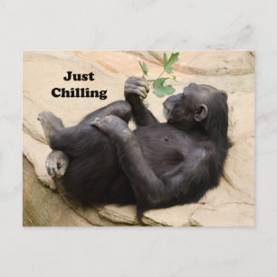 Cartão Postal Chimp Relaxing