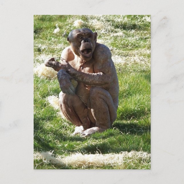 CARTÃO POSTAL CHIMPANZÉ (Frente)