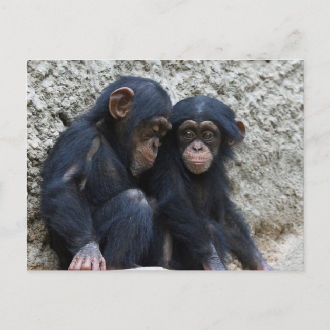 Cartão Postal Chimpanzé 002 (Frente)