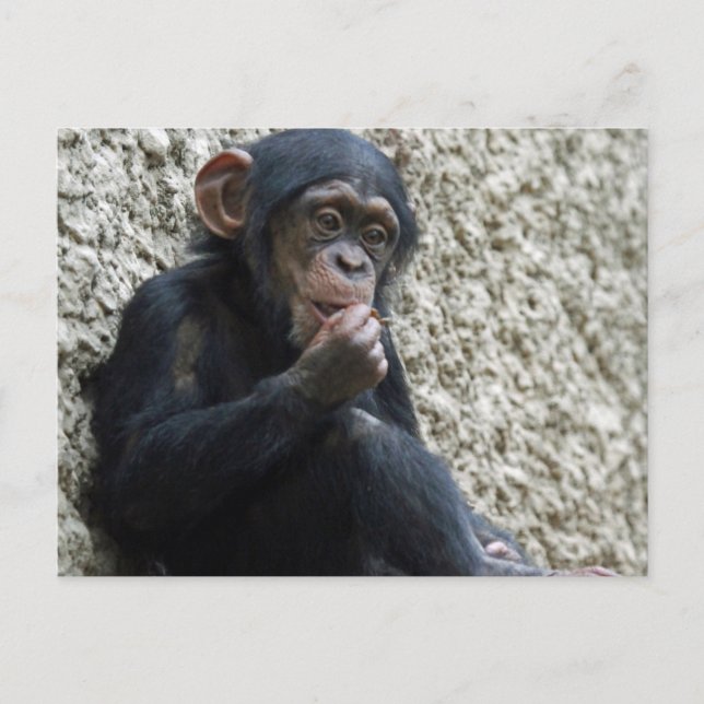 Cartão Postal Chimpanzé 013 (Frente)