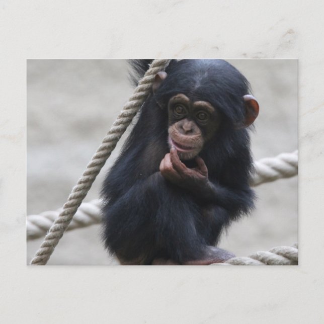 Cartão Postal Chimpanzé 030 (Frente)