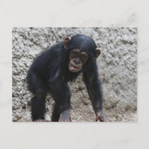 Cartão Postal Chimpanzé 031