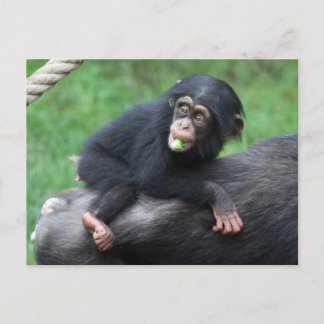 Cartão Postal Chimpanzé 032