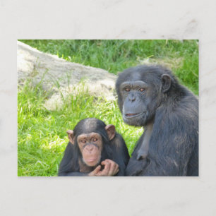 Cartão Postal Chimpanzé antigo e jovem - Cartão-postal