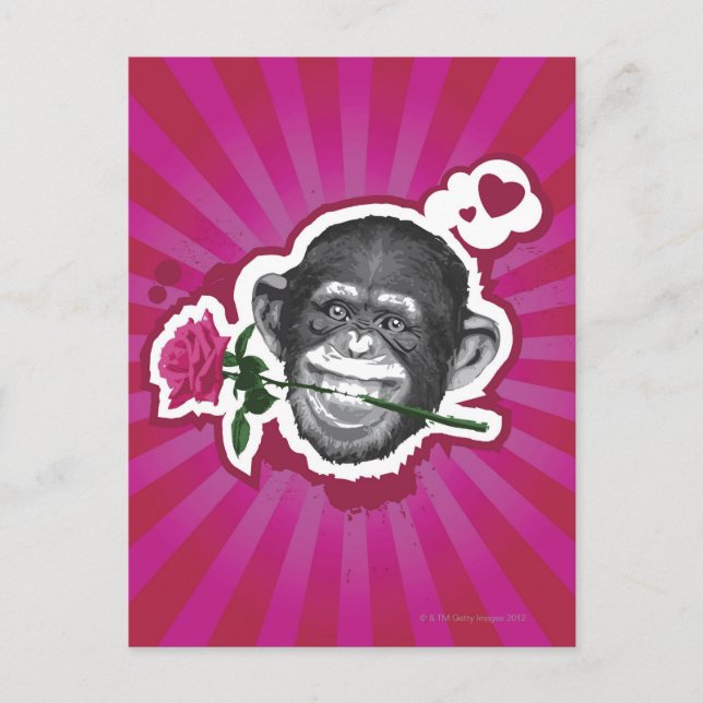 Cartão Postal Chimpanzé com Rosa na boca (Frente)