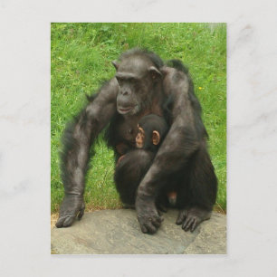 Cartão Postal Chimpanzé com um bebê - Cartão-postal