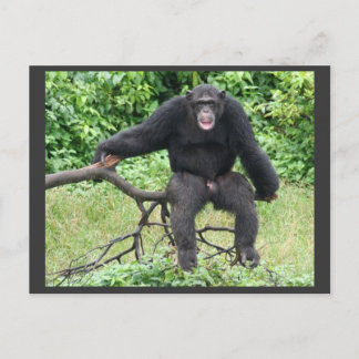 Cartão Postal Chimpanzé em Uganda