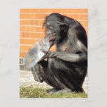 CARTÃO POSTAL CHIMPANZÉ ENGRAÇADO<br><div class="desc">Um hetero sedento da água potável do chimpanzé da garrafa.</div>