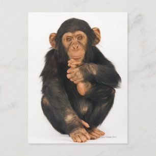 Cartão Postal Chimpanzé (Pan troglodytes)
