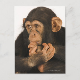 Cartão Postal Chimpanzé (Pan troglodytes). Jovem playfull 2