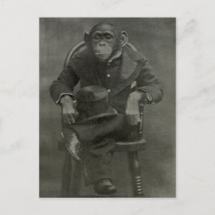 Cartão Postal Chimpanzee Dandy