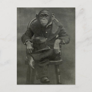 Cartão Postal Chimpanzee Dandy