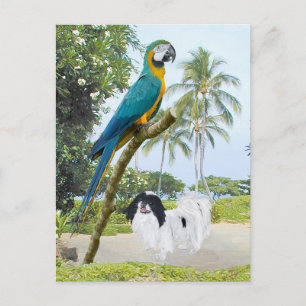 Cartão Postal Chin Japonês e Macaw