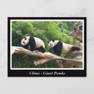 Cartão Postal China - Panda gigante