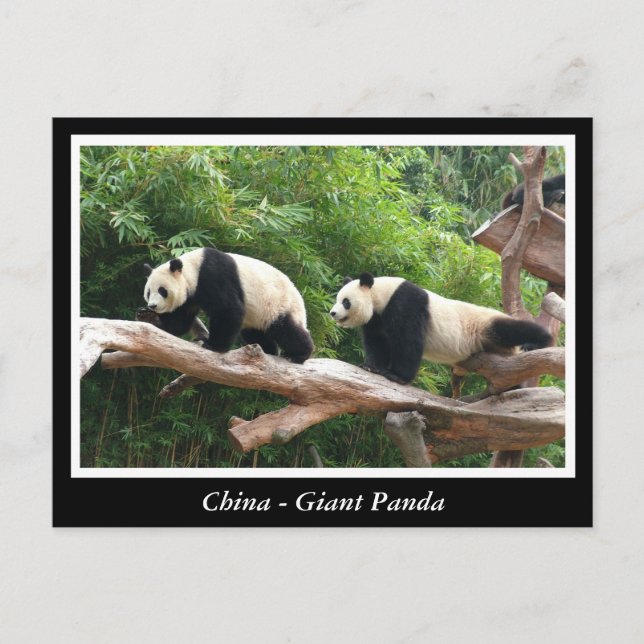 Cartão Postal China -Panda-gigante (Frente)