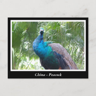 Cartão Postal China, pavão