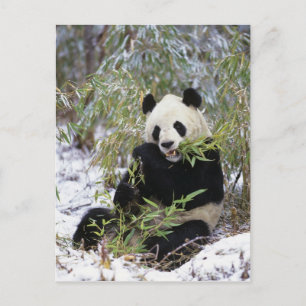 Cartão Postal China, província de Sichuan. Panda-gigante se alim