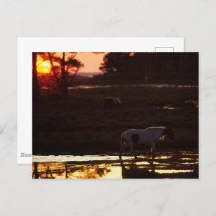 Cartão Postal Chincoteague Caminhando na Água ao Sol