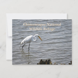 Cartão Postal Chincoteague Excelente Nacional da Vida Selvagem H
