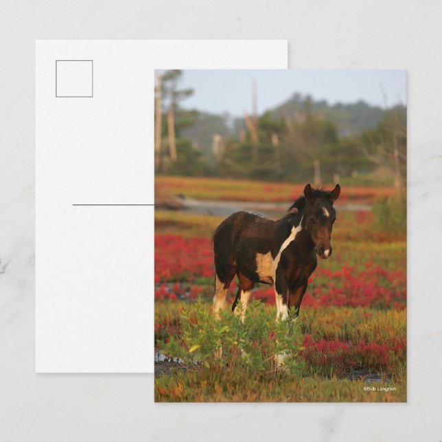 Cartão Postal Chincoteague Foal Em Flores Vermelhas (Frente/Verso)