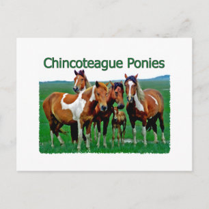 Cartão Postal Chincoteague Ponies (família)