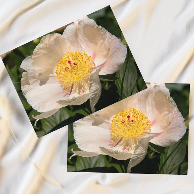 Cartão Postal Chinês (Branca) (Bring the serene beauty of spring indoors with this exquisite Chinese Peony postcard.)