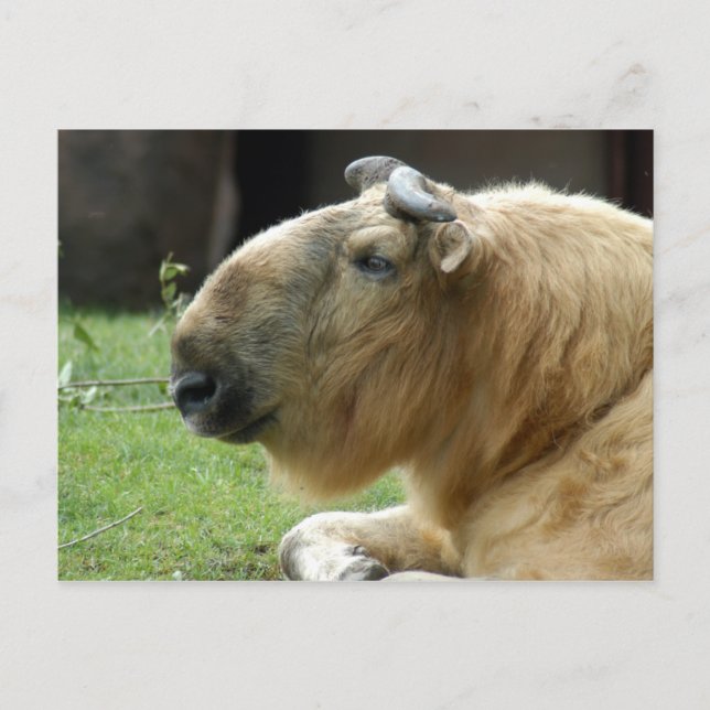 Cartão Postal chinese-takin-4 (Frente)