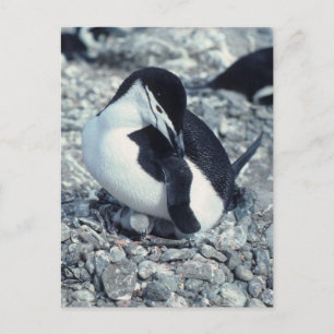 Cartão Postal Chinstrap Penguin