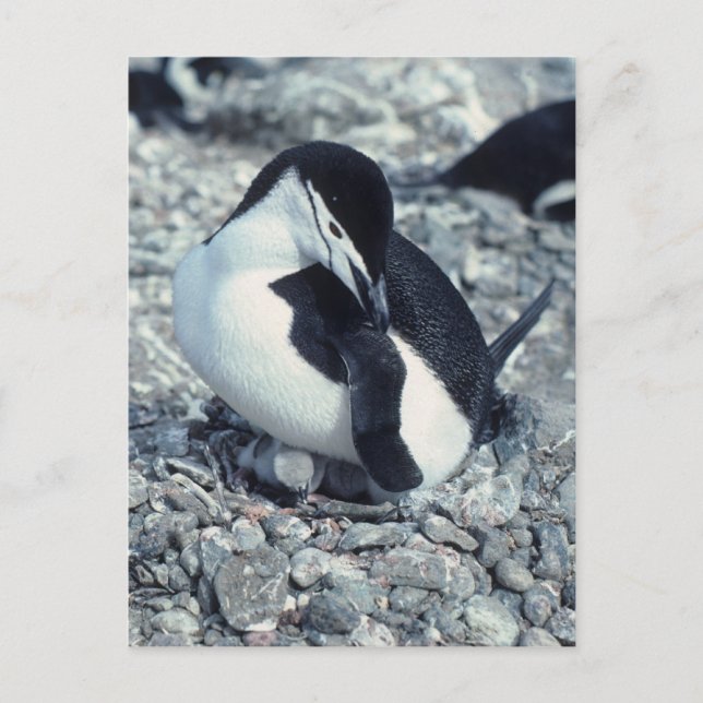 Cartão Postal Chinstrap Penguin (Frente)