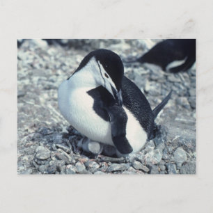 Cartão Postal Chinstrap Penguin