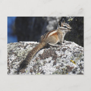 Cartão Postal Chipmunk, animais selvagens, animais selvagens, po