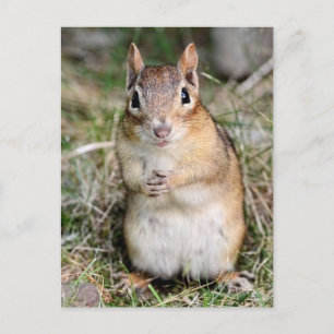 Cartão Postal Chipmunk bonito e amigável