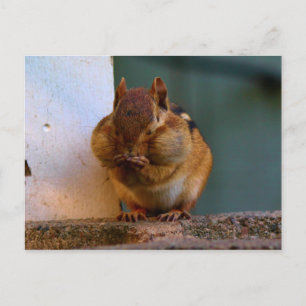 Cartão Postal Chipmunk Cheeky