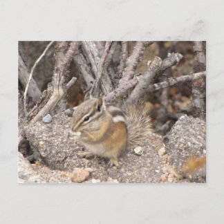 Cartão Postal Chipmunk Colorado Rocky Mountain