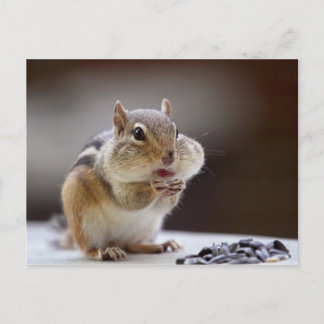 Cartão Postal Chipmunk com foto de Cheio Cheeks
