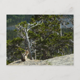 Cartão Postal Chipmunk em Two Medicine Lake Overlook