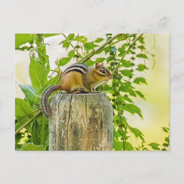 Cartão Postal Chipmunk em um Posto de cerca (Frente)