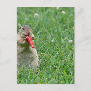 Cartão Postal Chipmunk.JPG