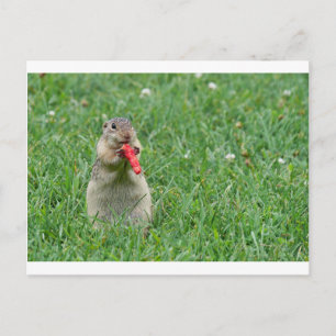 Cartão Postal Chipmunk.JPG
