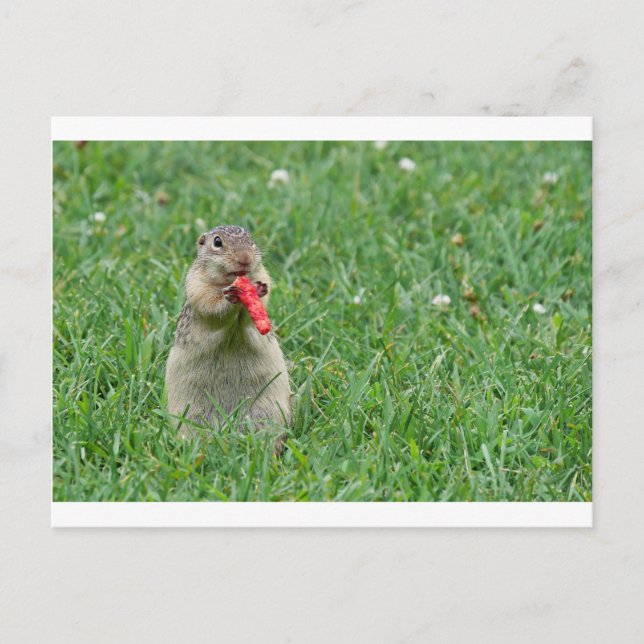 Cartão Postal Chipmunk.JPG (Frente)
