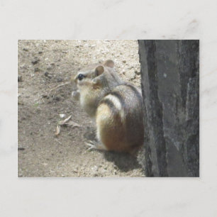 Cartão Postal Chipmunk Midland Ontario