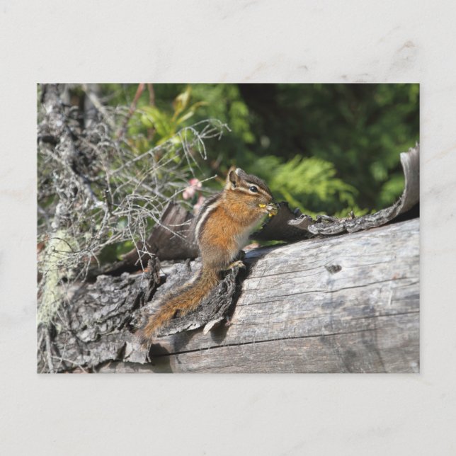 Cartão Postal Chipmunk na Floresta (Frente)