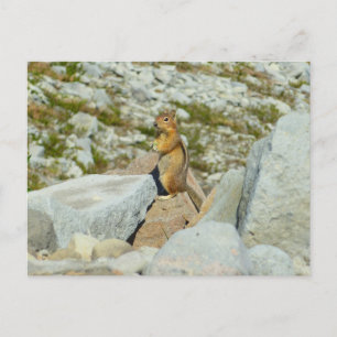 Cartão Postal Chipmunk no Parque Nacional Monte Rainier