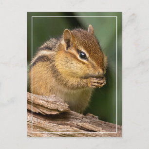 Cartão Postal Chipmunk Prayerful