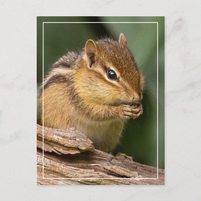 Cartão Postal Chipmunk Prayerful (Frente)